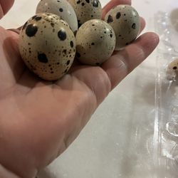 LARGE QUAIL EGGS