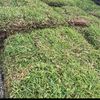 Carlos Grass Sod Landscaping 