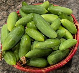 Tindora, Female ivy gourd or scarlet gourd.