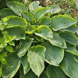 Plants And Bushes