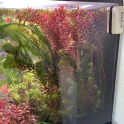 Fish Tank Plants / Aquarium Plants