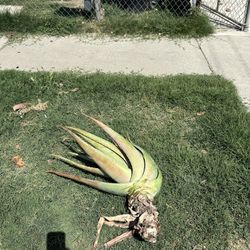 Free Aloe Vera 