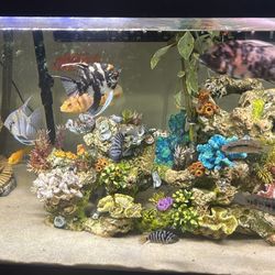 Fish Tank And More
