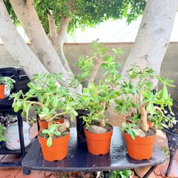 6 Succulents  /todas Estás Plantas  Jades