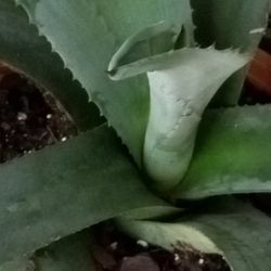 Agave Plant ☘️