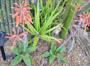 Aloes, Octopus and Blue Agaves