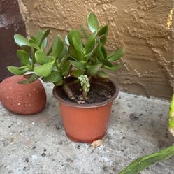 Jade Plant