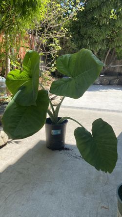 Elephant Ear Plants - Do Best In Bright Shaded Area/Indoor $27 (SOLD!!)