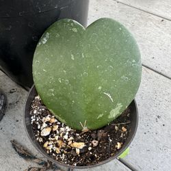 Hoya Heart Plant
