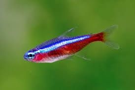 Cardinal Tetra And Rummynose Tetra For Sale