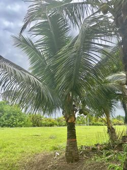 Fiji Coconut 🌴