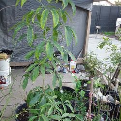 árbol de zapote blanco.