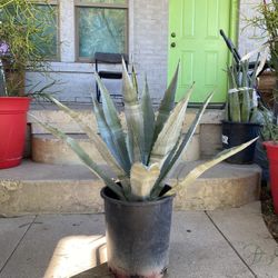 Agave Cactus Plant
