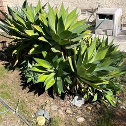 Agave plant Per Branch