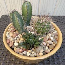 Cactus Arrangement 