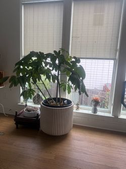Large Healthy pant  in a crate and barrel planter