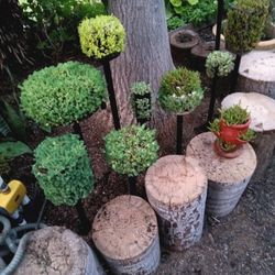 Succulents - displayed in unique planters