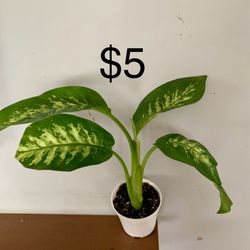 Dieffenbachia Plant