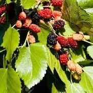 Early Bird Mulberry Tree!