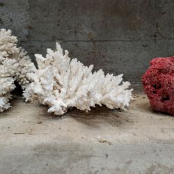 Coral for aquarium or crafts. Real Coral For Salt Water Fish Tank.