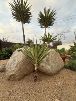 Variegated Yucca