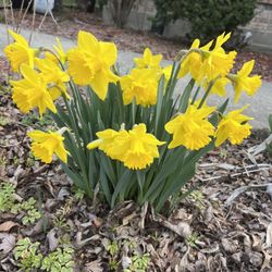 Daffodil $4 Per Bulb 