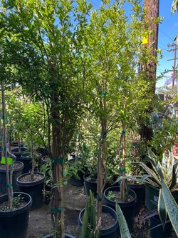 Pomegranate fruit trees