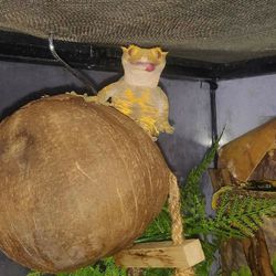 Gecko and Full Habitat 