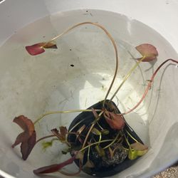 Lily Pads Pond Aquatic Plants