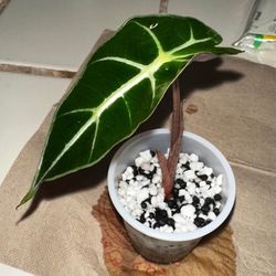 Alocasia Polly & Amazonicas