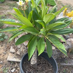 Plumeria