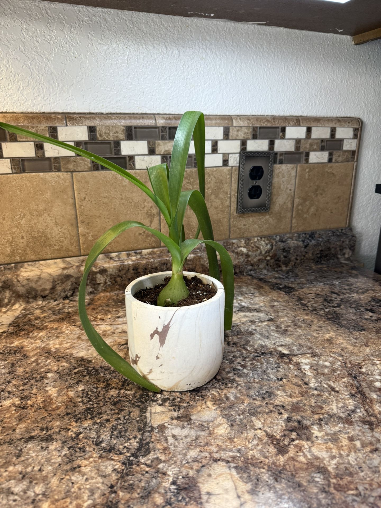 Succulents (Pregnant Onions)