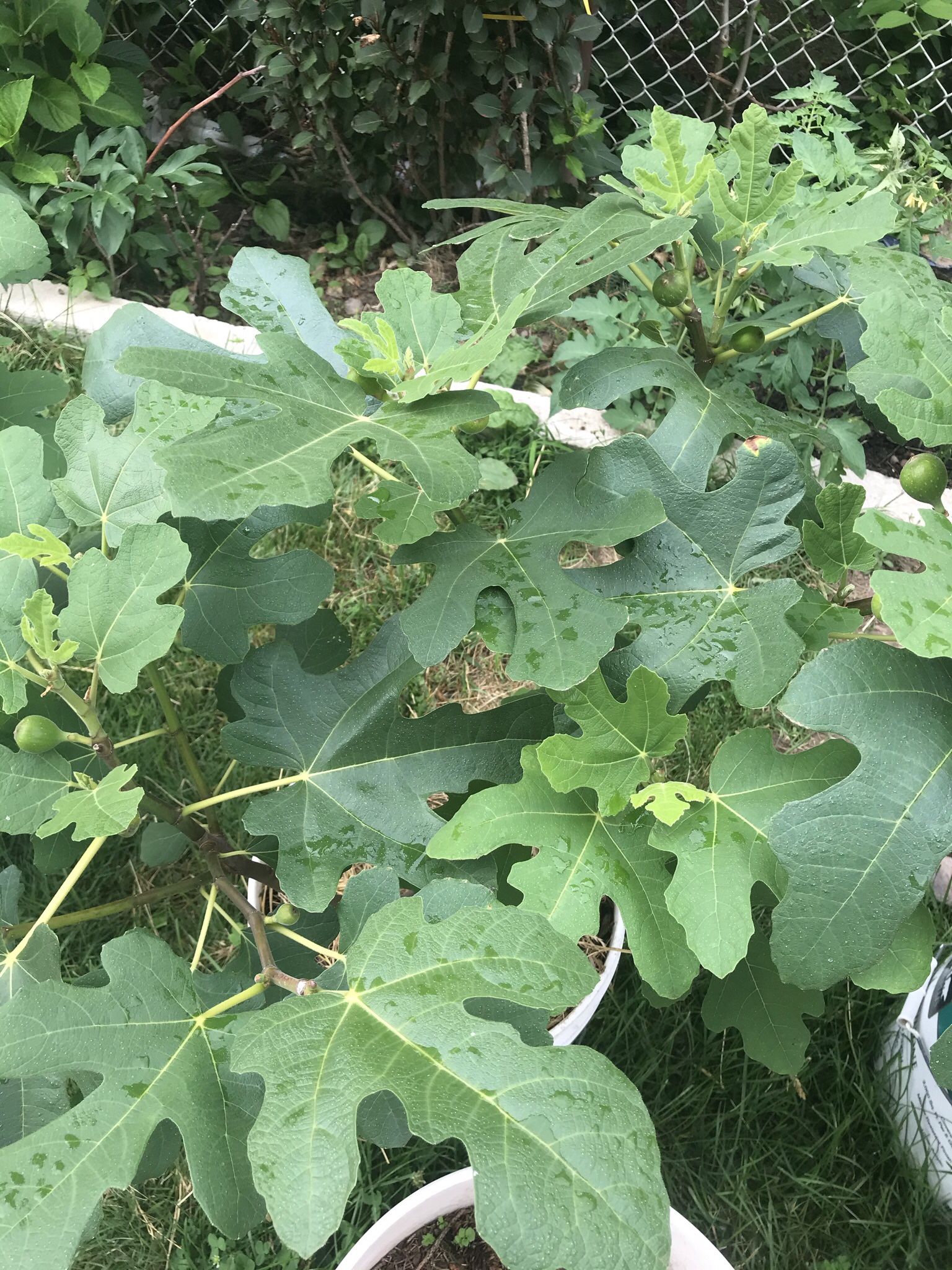 Fig Tree
