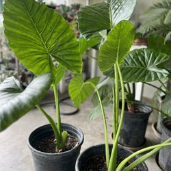 ELEPHANT EAR PLANTS…. PLANTAS OREJA DE ELEFANTE