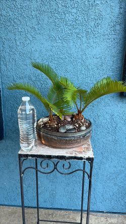 Sago Palm in Decorative bonsai Pot