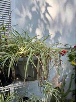 Big 20 gallon green plant