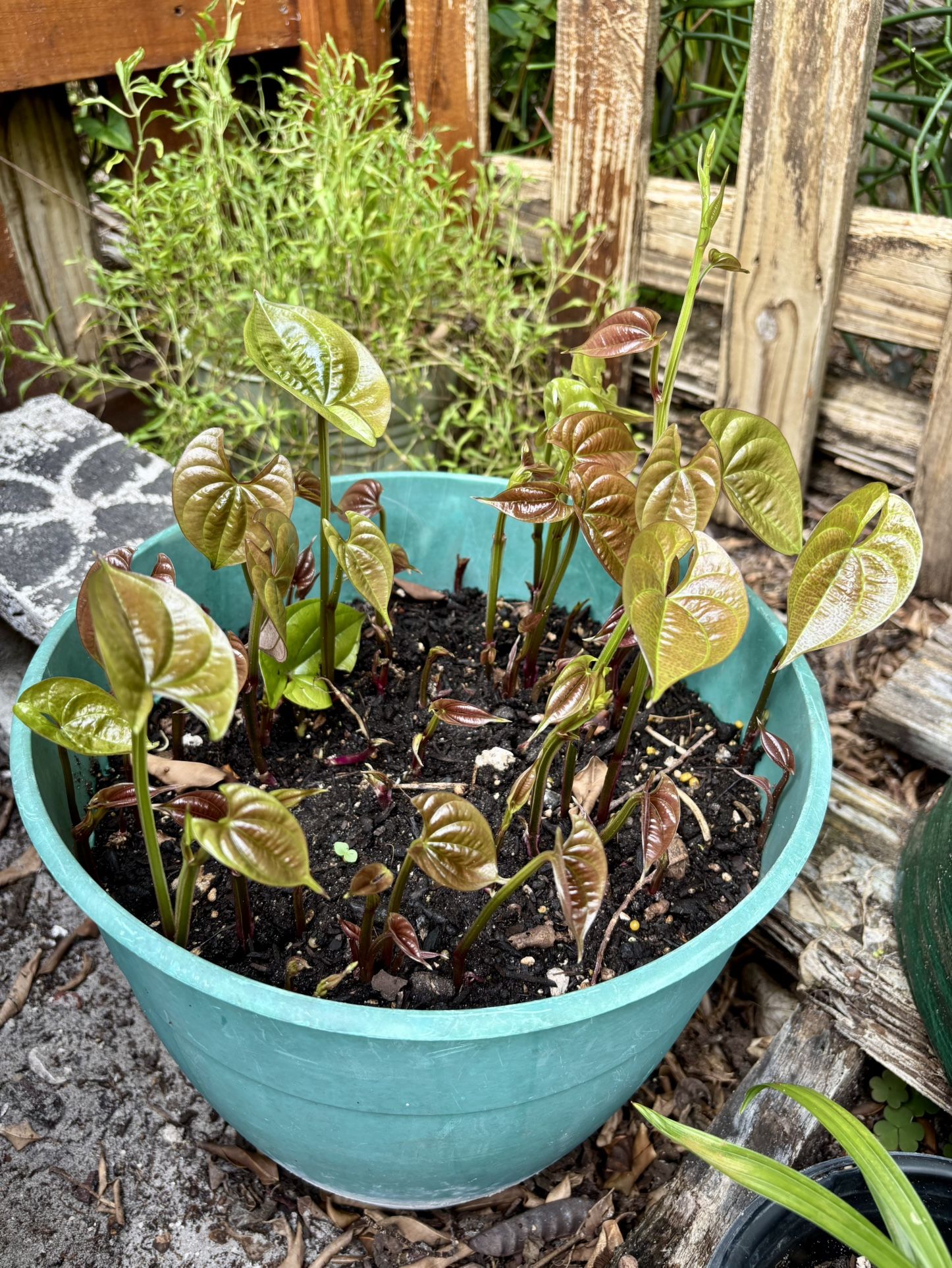 White Ñame Plants