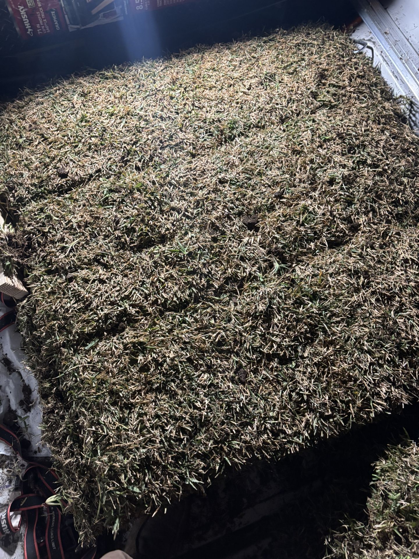 St Augustine, Sod Grass