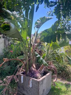Giant bird of paradise