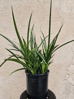 Snake Plant Parva