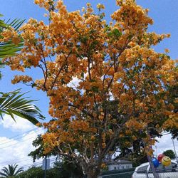 Gorgeous Bougainvillea Tree With Beautiful Yellow 💛 Flowers 