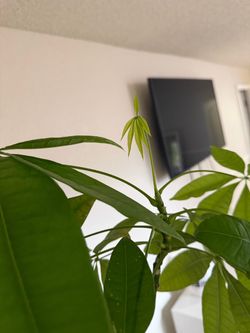 Money tree plant