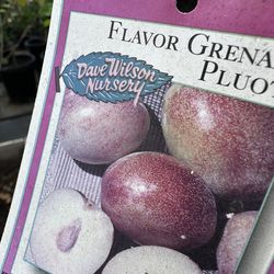 Pluot tree , fruit tree 25gal