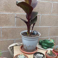 CaƱa Lily