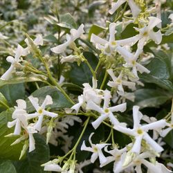 Fragrant Star Jasmine: 3 Cuttings for Rooting/Grafting Free Quick Shipping