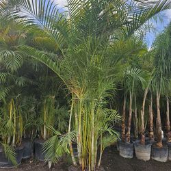 arrcas 11 feet tall Instant privacy Hedge for fences