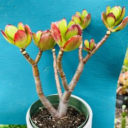 Jade  tree Crassula obstacle Argentea “money Tree” Rare imported Korean succulents  live rooted 6”