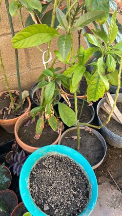 Avocado Tree