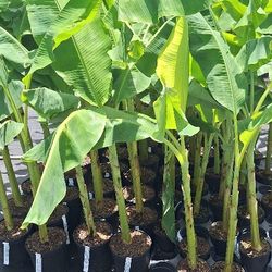 Popoulu Hawaiian Banana/plantain 