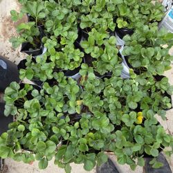 Strawberry Plants For Sale $5 $10 $20